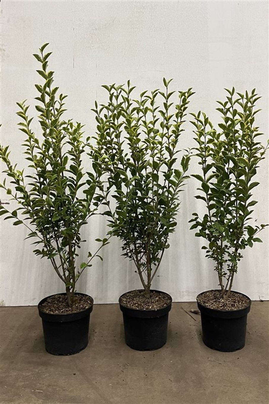 Ligustrum oval. 'Aureum' - C5 80-100 CM